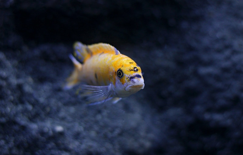 Labeotropheus trewavasae 'Border'